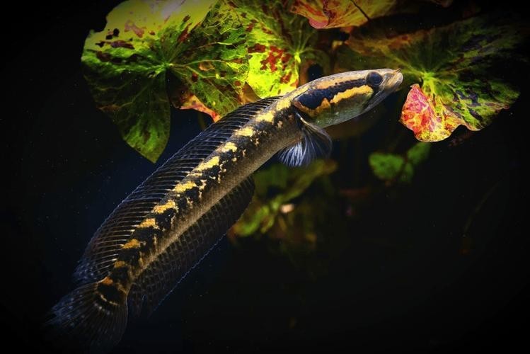 非洲雷龍魚(yú)圖片
