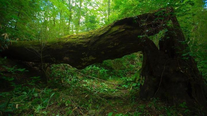 60缸用6mm還是8mm