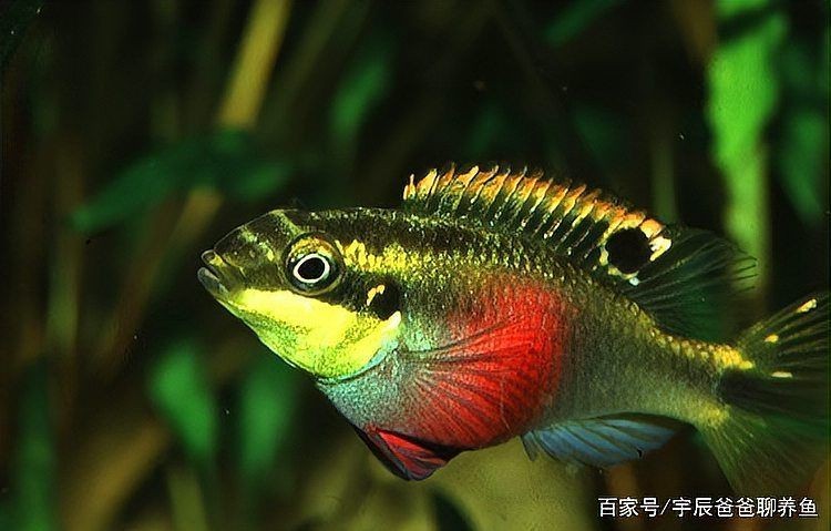 紅肚鳳凰冬天好養嗎？