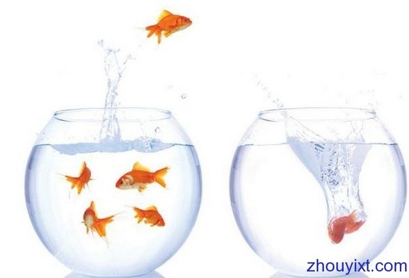 黃化銀龍魚怎么養才能活起來呢（黃化銀龍魚怎么養才能活起來呢視頻）