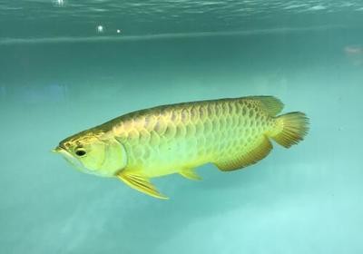 剛買回來銀龍魚怎么不吃食(剛買回來的銀龍魚不吃食怎么辦)