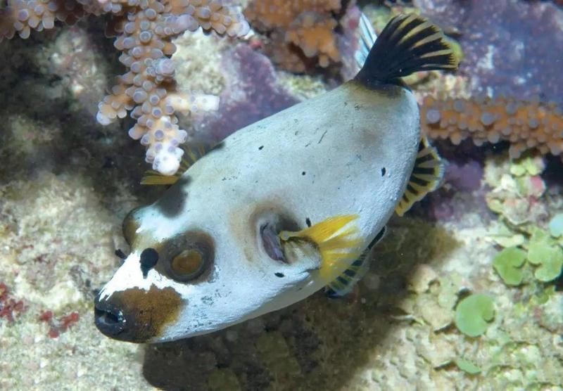 狗頭魚毒性有多強知乎