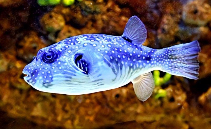 狗頭魚毒性有多強知乎