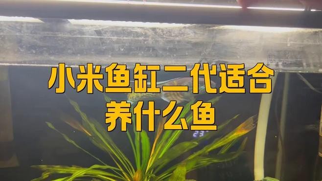 小米2代魚缸適合養什么魚