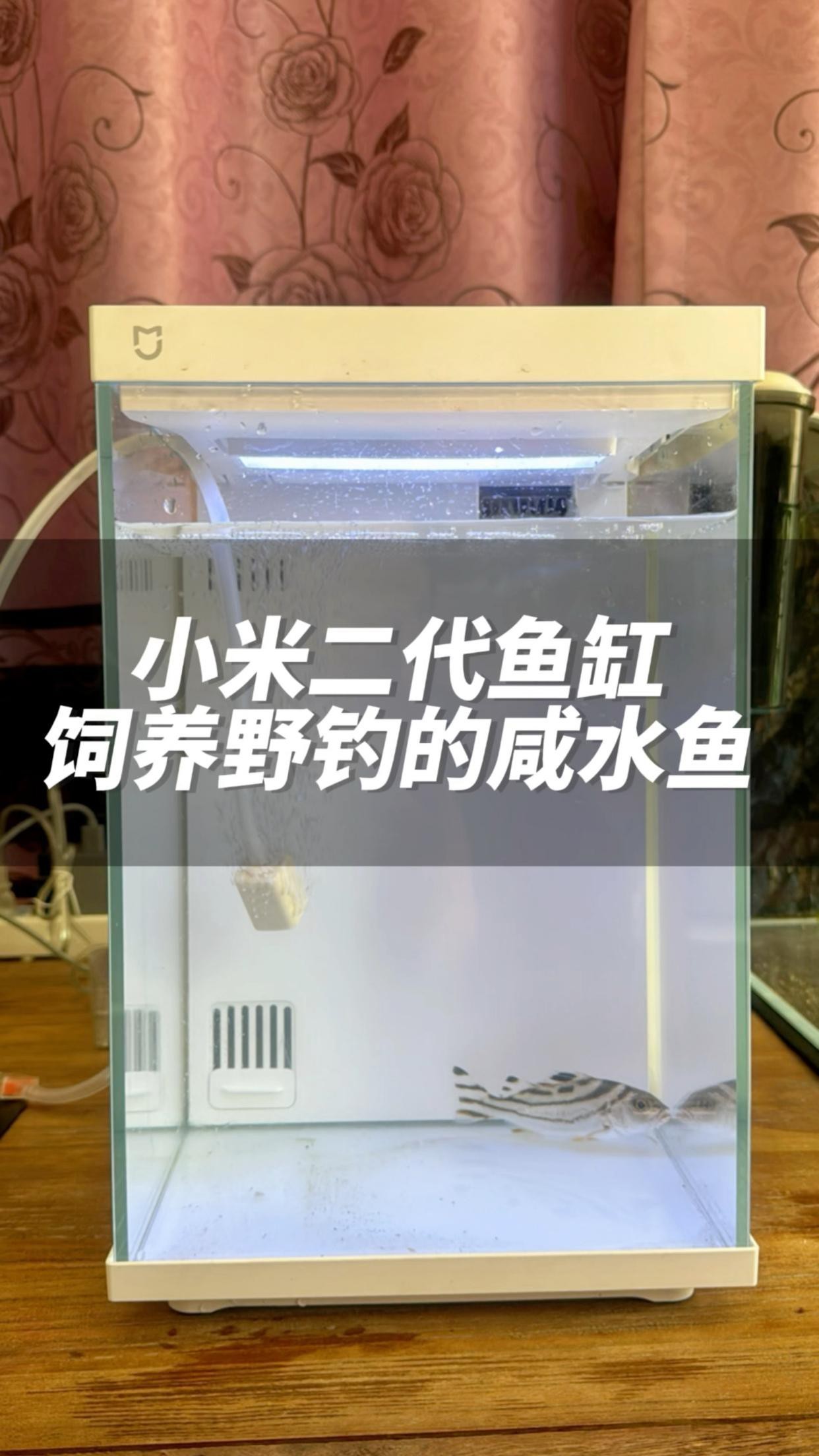小米2代魚缸適合養什么魚