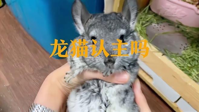 龍貓怎么樣算認主人了