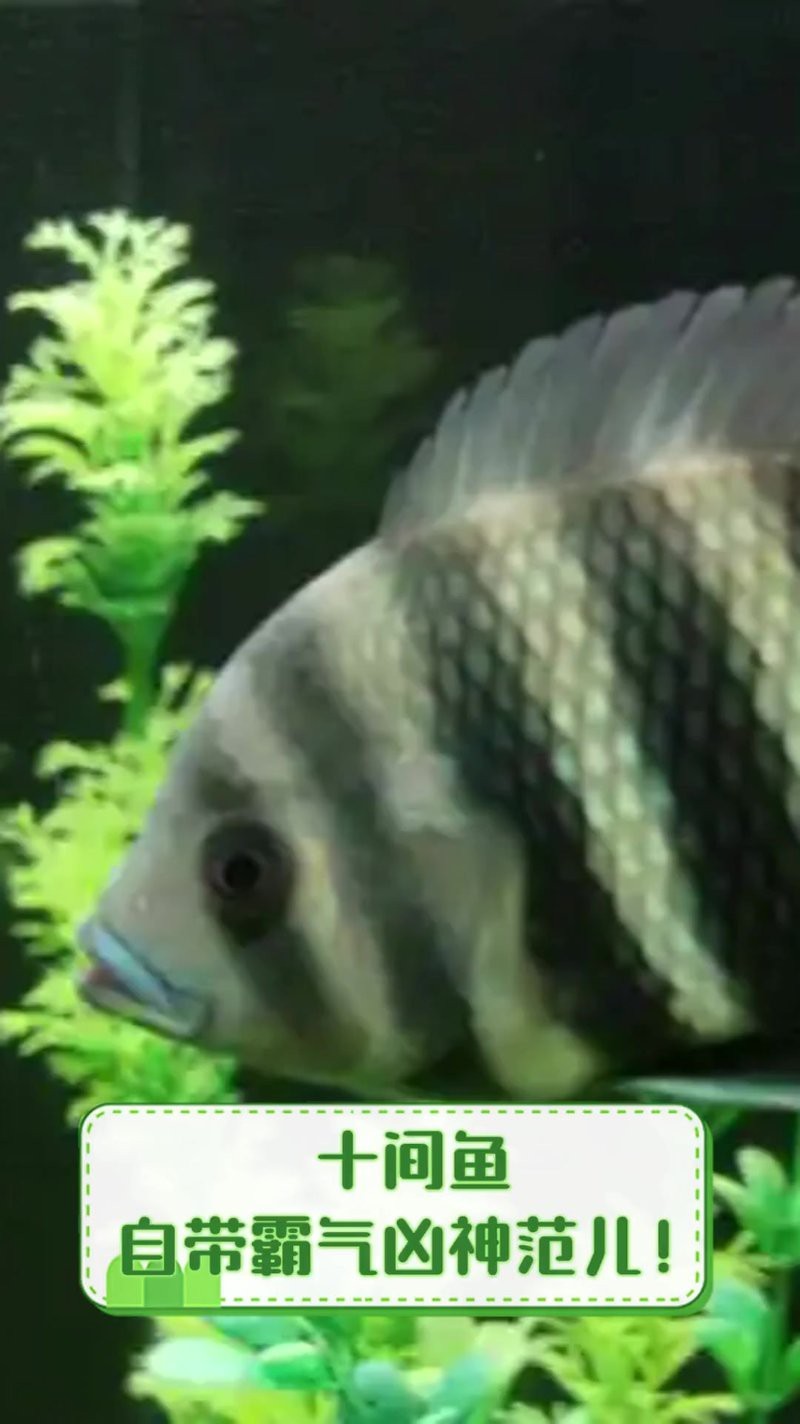 十間魚是吉兆還是兇兆 十間魚是吉兆還是兇兆 龍魚論壇 第5張