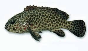 十大名貴石斑魚排名