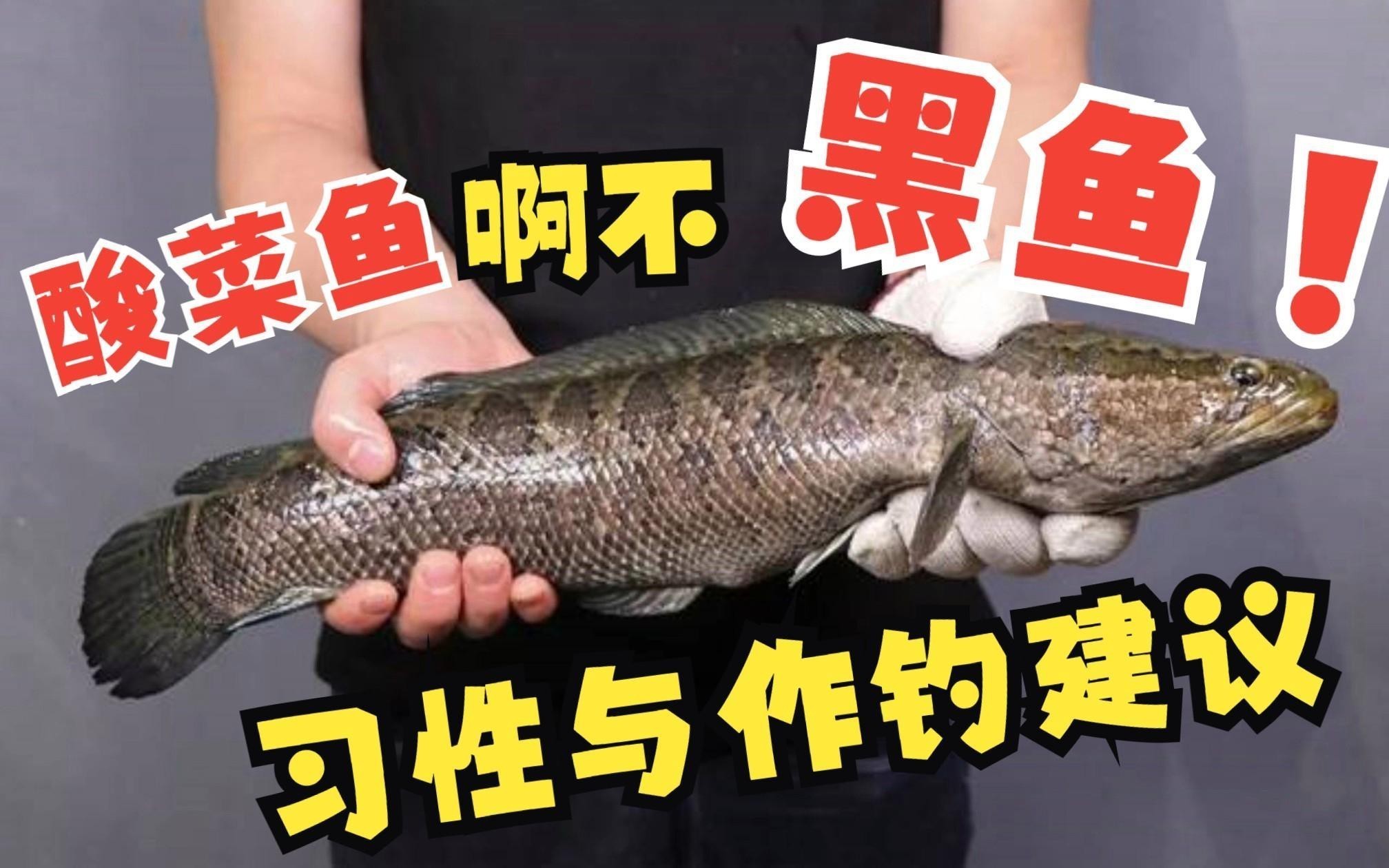 黑魚和雷龍魚哪個更兇猛？ 黑魚和雷龍魚哪個更兇猛？ 龍魚論壇 第2張
