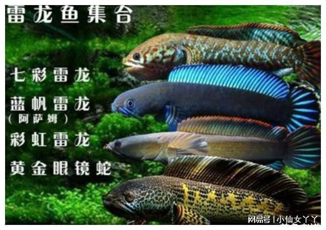黑魚和雷龍魚哪個更兇猛？ 黑魚和雷龍魚哪個更兇猛？ 龍魚論壇 第1張