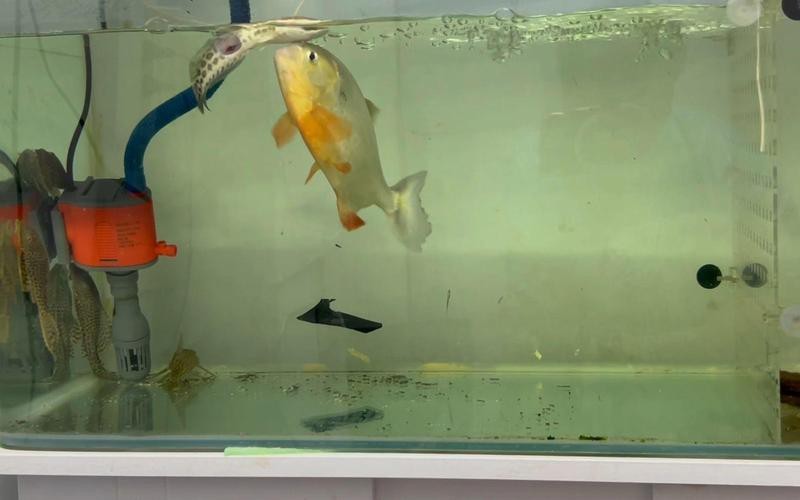 黑魚和雷龍魚哪個更兇猛？ 黑魚和雷龍魚哪個更兇猛？ 龍魚論壇 第11張