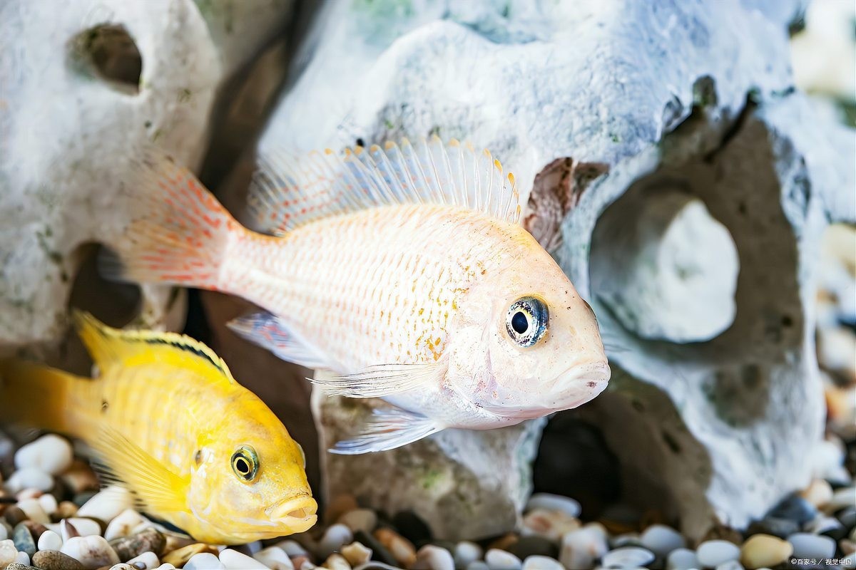 銀龍魚身上有白點圖片大全