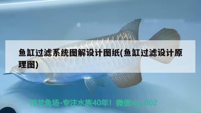 50公分的紅龍魚能賣多少錢一條(50公分的銀龍魚能賣多少錢)
