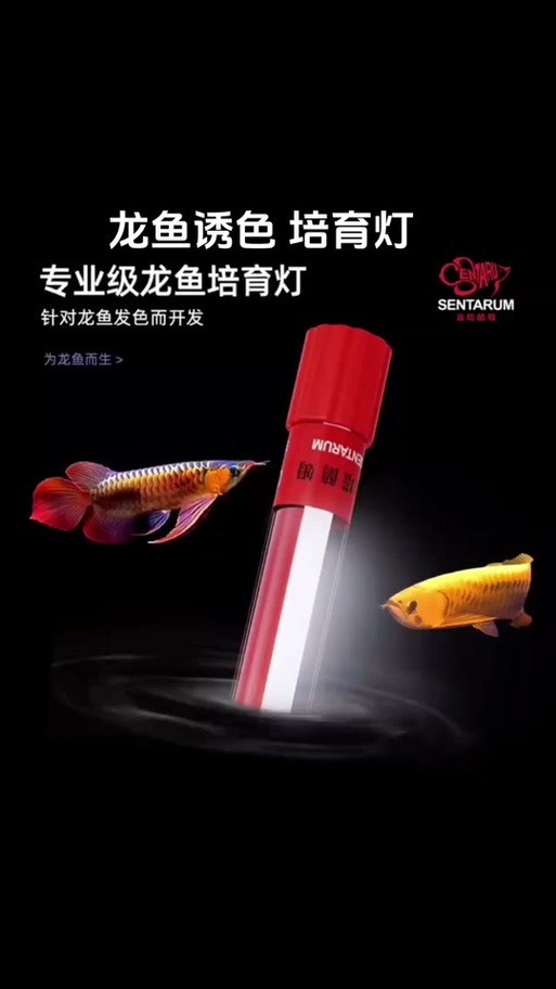 龍魚缸用什么燈比較好呢圖片