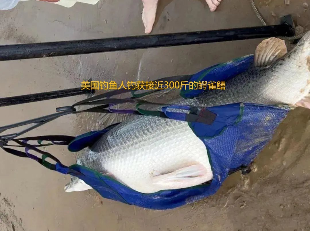 鱷雀鱔快死的預兆