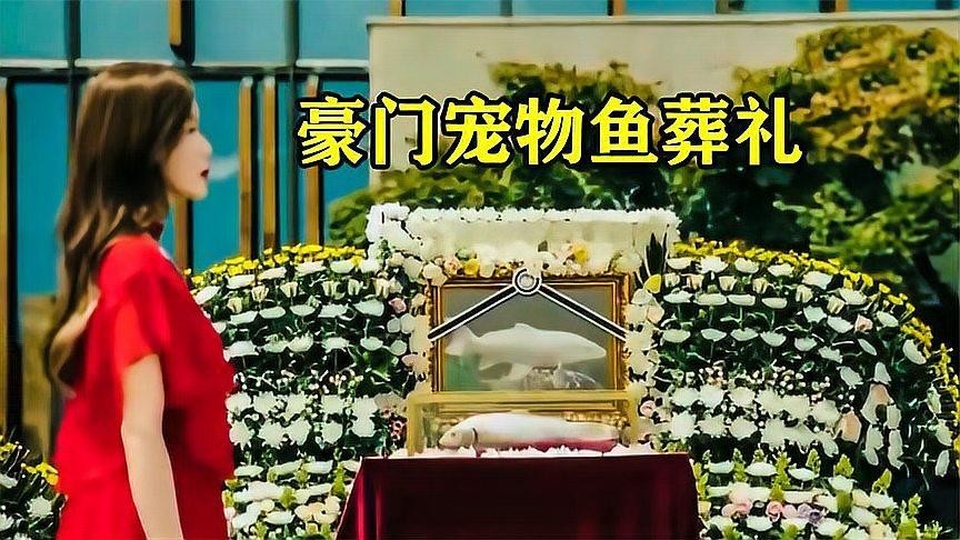 龍魚(yú)死了有什么忌諱嘛圖片