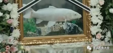 龍魚(yú)死了有什么忌諱嘛圖片