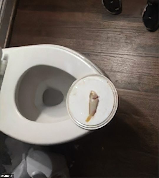 龍魚(yú)死了有什么忌諱嘛圖片
