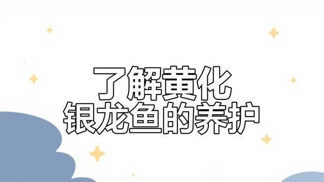 紅眼黃化銀龍是什么