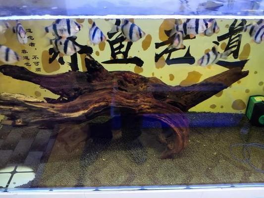 銀龍魚魚嘴爛了（銀龍魚魚嘴爛了怎么回事）