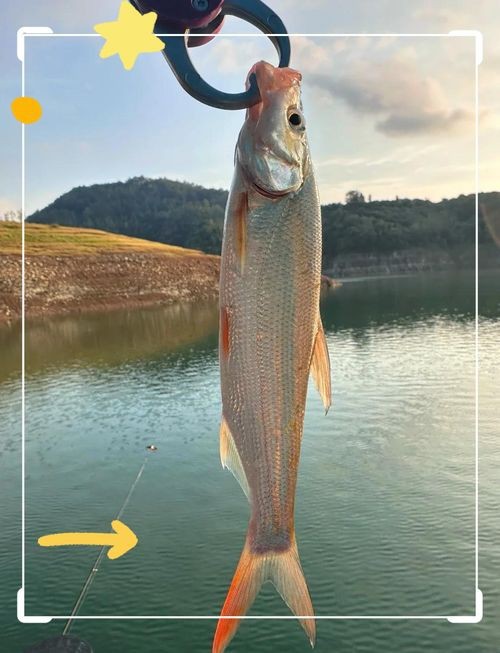 紅尾魚圖片和價格