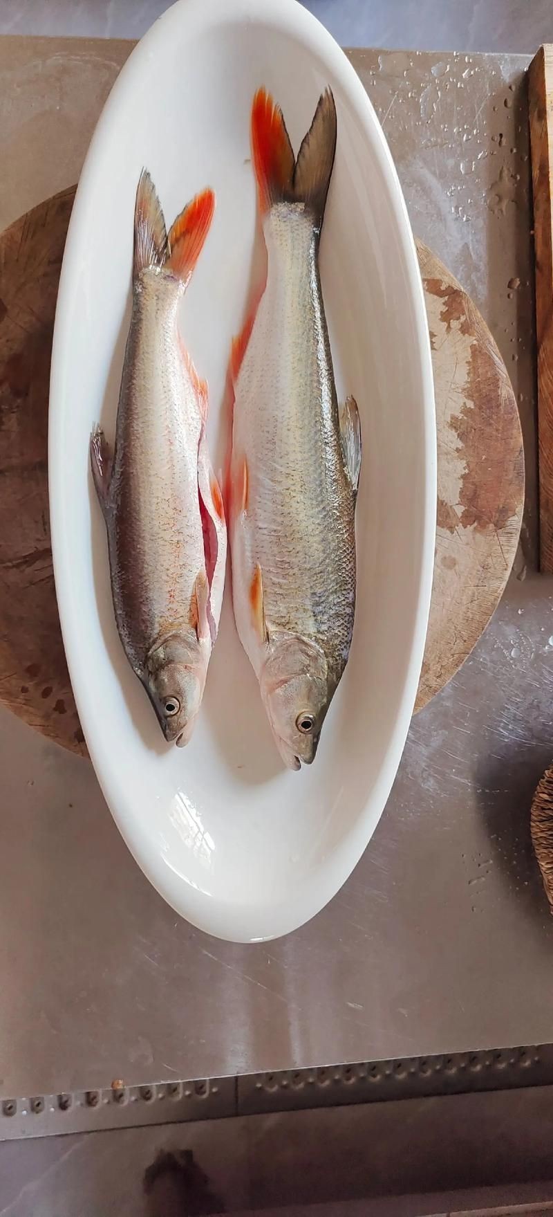 紅尾魚圖片和價格
