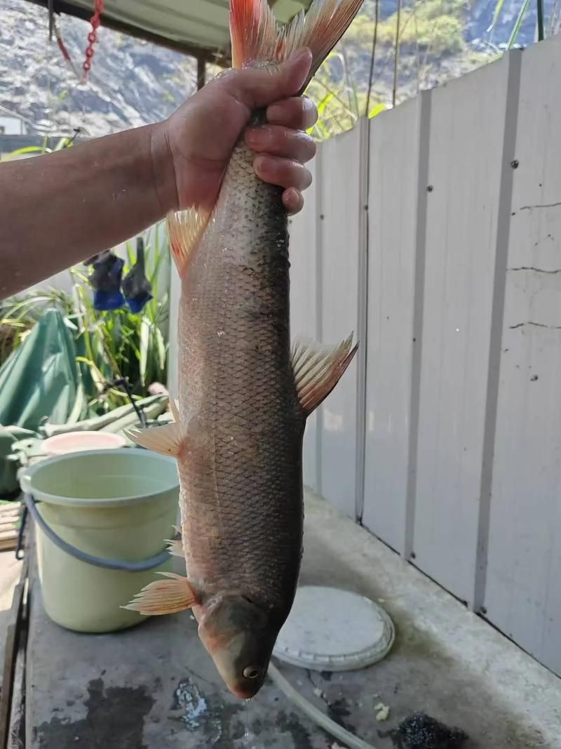 紅尾魚圖片和價格