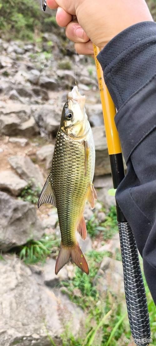 紅尾魚圖片和價格