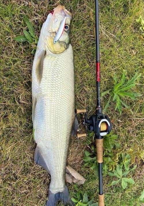 紅尾魚圖片和價格