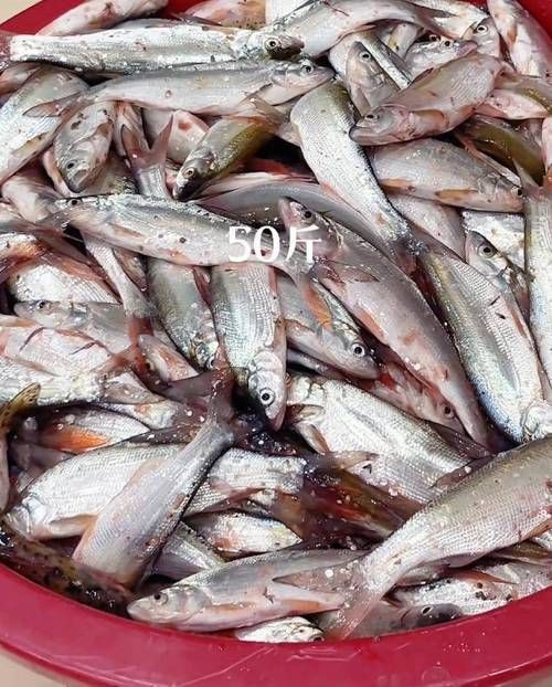 紅尾魚圖片和價格