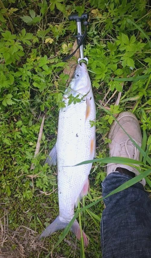 紅尾魚圖片和價格