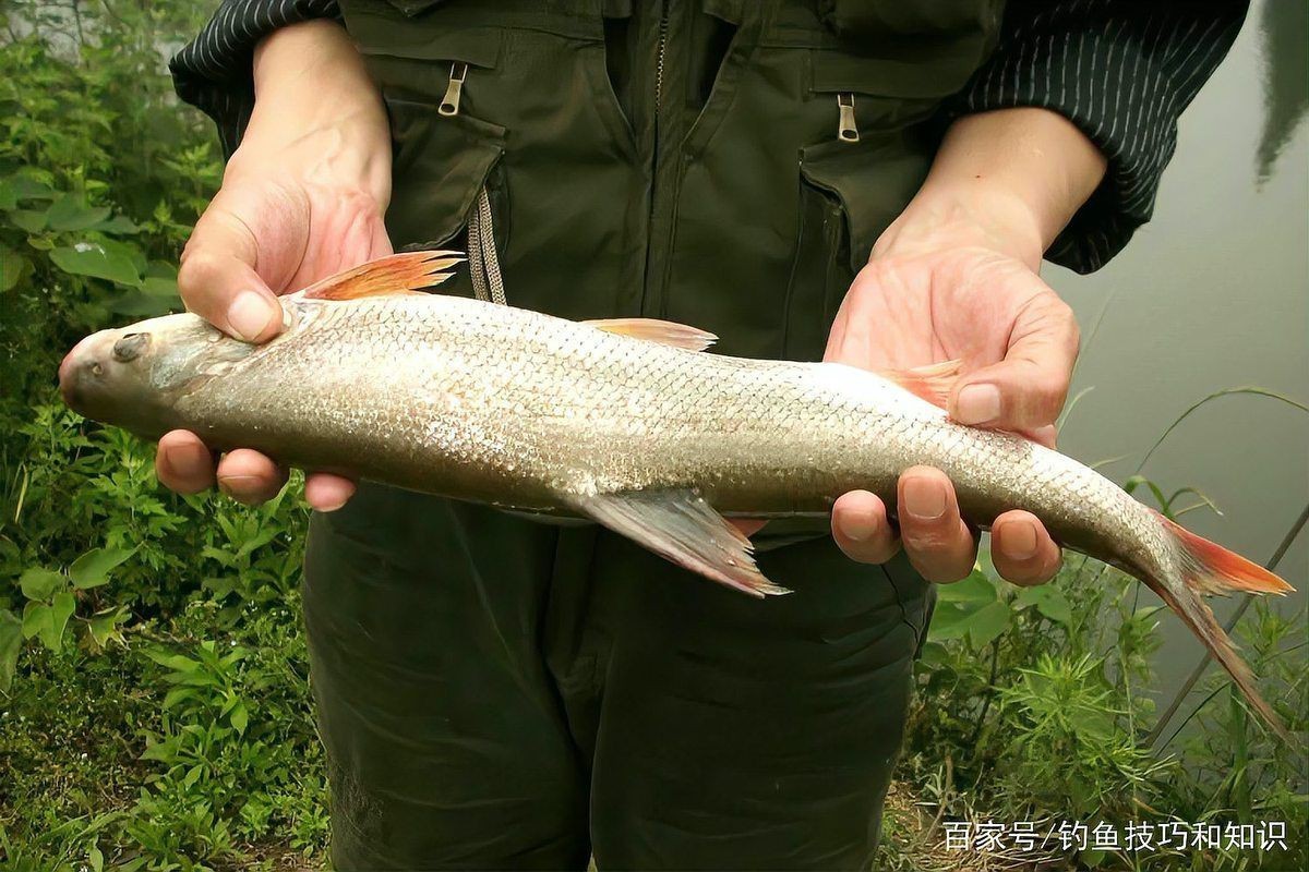 紅尾魚圖片和價格