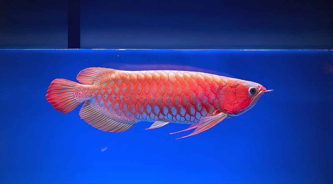 瀚麟(HL)龍魚官網