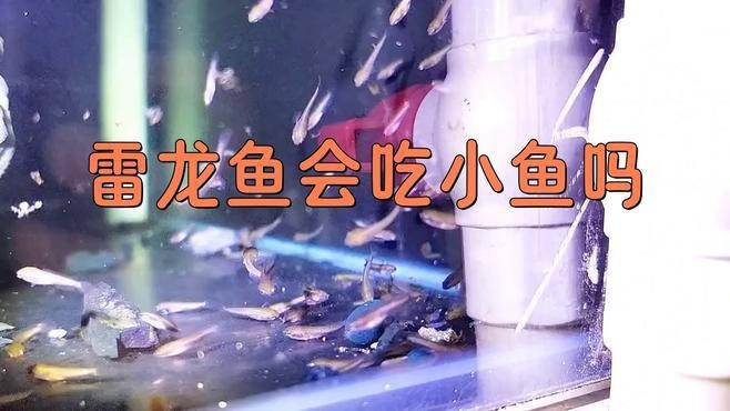 如何判斷雷龍魚是否處于攻擊狀態(tài)？