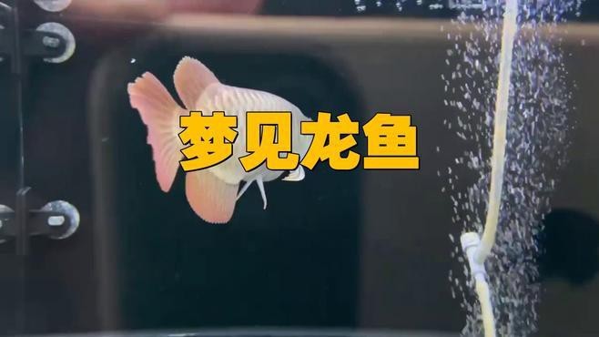 夢見龍和魚是否預示著什么？