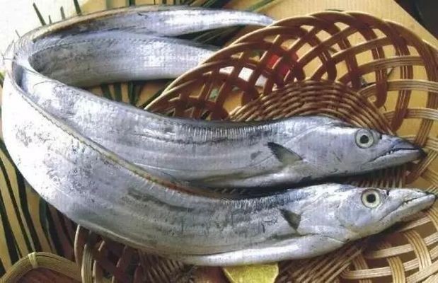 100種常見魚類名稱