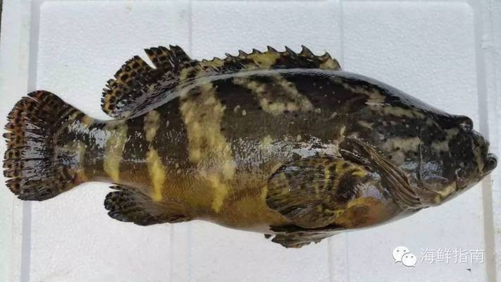 100種常見魚類名稱