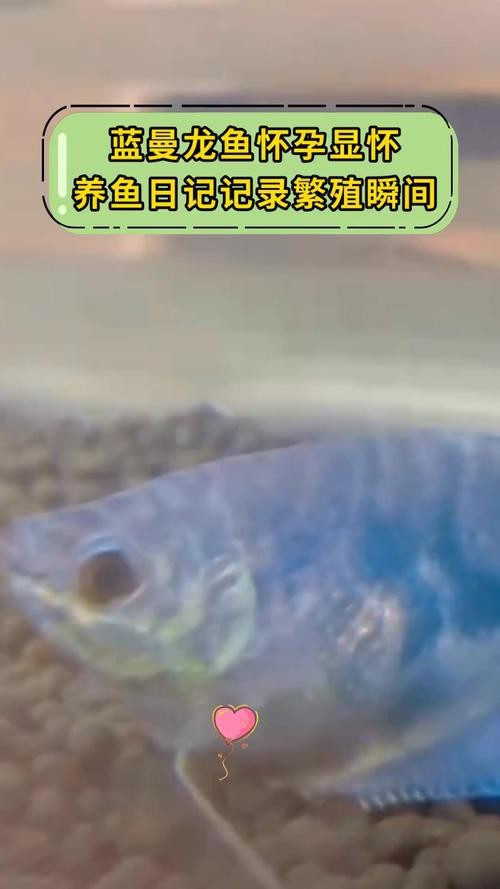 能否提供藍(lán)曼龍魚繁殖期的圖片？