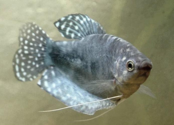能否提供藍(lán)曼龍魚繁殖期的圖片？