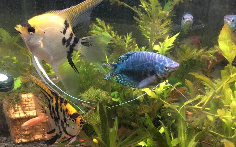 能否提供藍(lán)曼龍魚繁殖期的圖片？