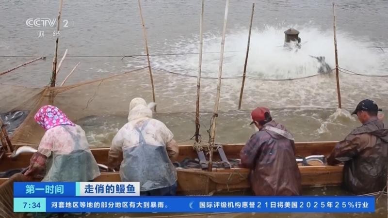曼龍魚的市場需求如何