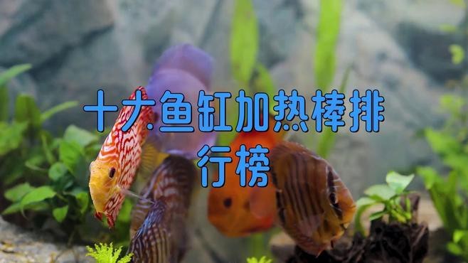 哪種品牌的加熱棒最穩定？