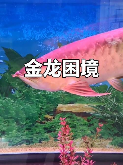金龍長大后照片大全