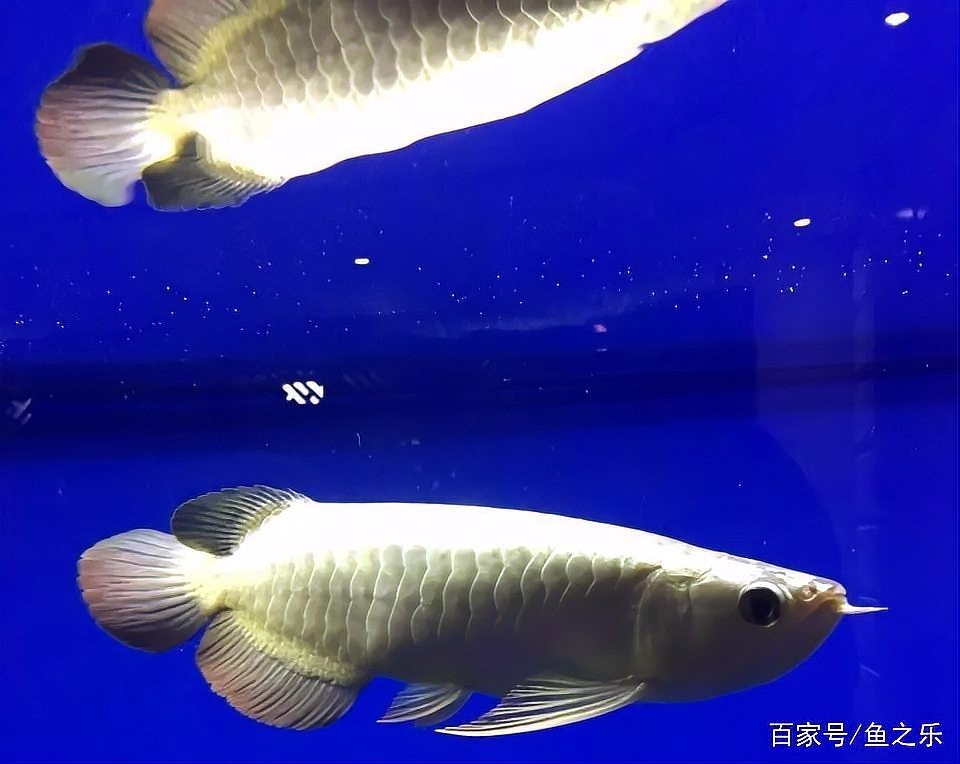 金龍長大后照片大全