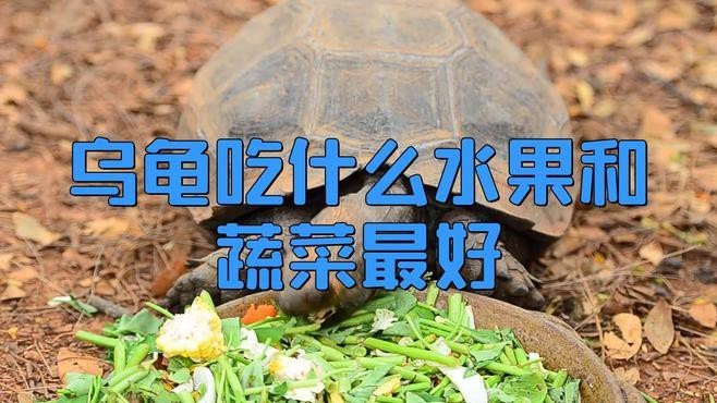 龍龜的飲食應該如何搭配？ 龍龜的飲食應該如何搭配？ 龍魚論壇 第2張