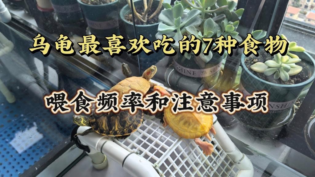 龍龜的飲食應該如何搭配？ 龍龜的飲食應該如何搭配？ 龍魚論壇 第1張