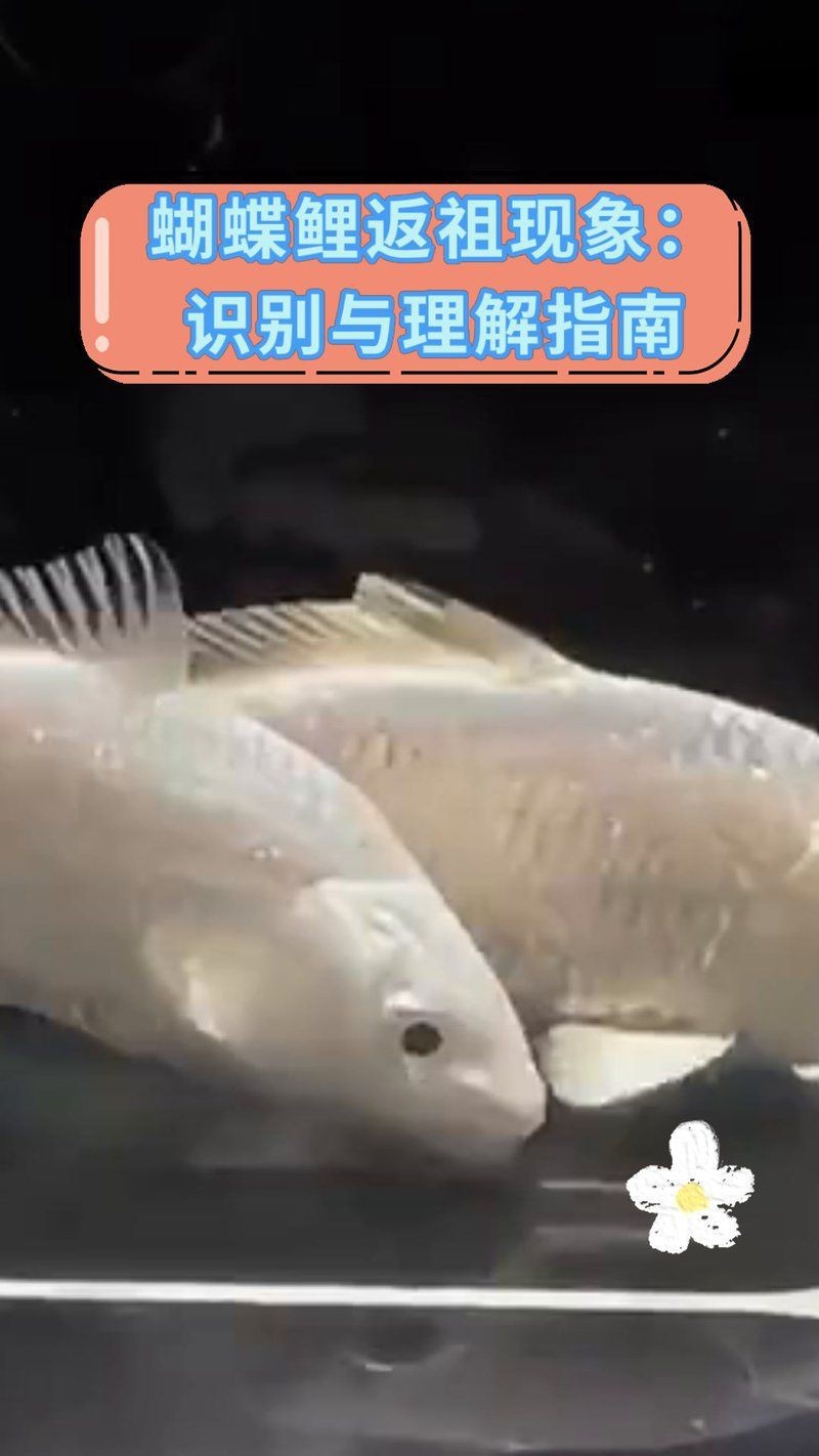 蝴蝶鯉返祖魚是好還是壞