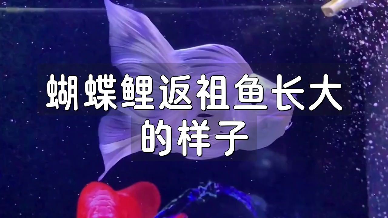 蝴蝶鯉返祖魚是好還是壞