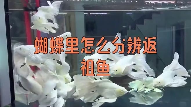 蝴蝶鯉返祖魚是好還是壞