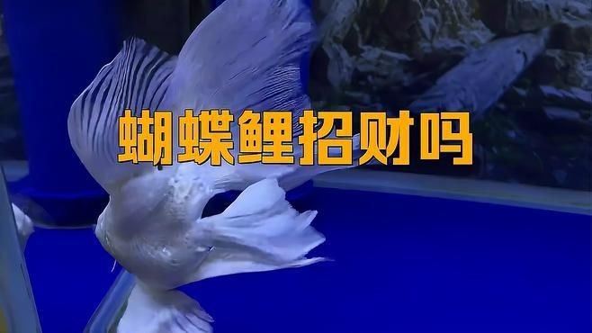 蝴蝶鯉返祖魚是好還是壞